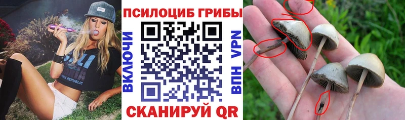 Псилоцибиновые грибы Magic Shrooms цена Свободный